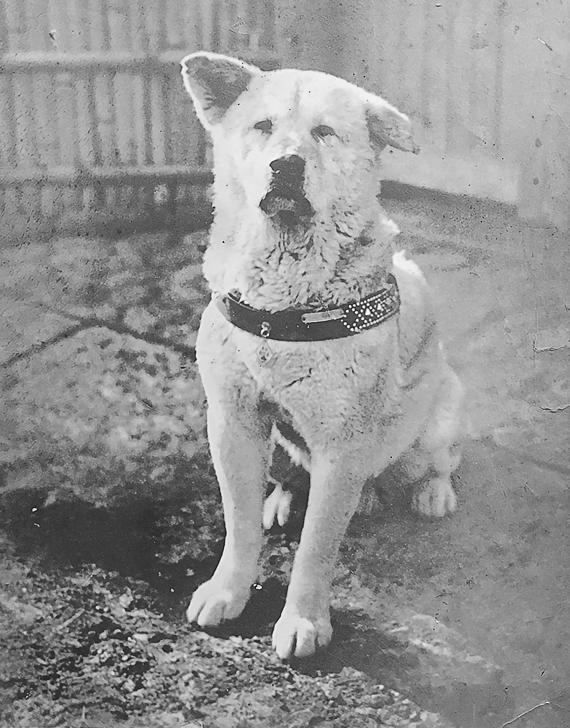 Loyal Dog Hachikō